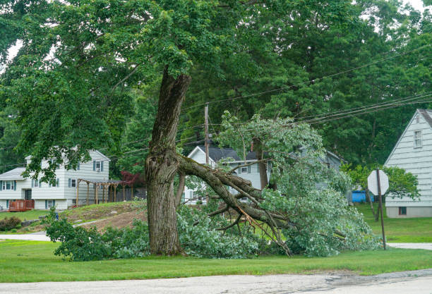 Best Emergency Tree Service  in USA